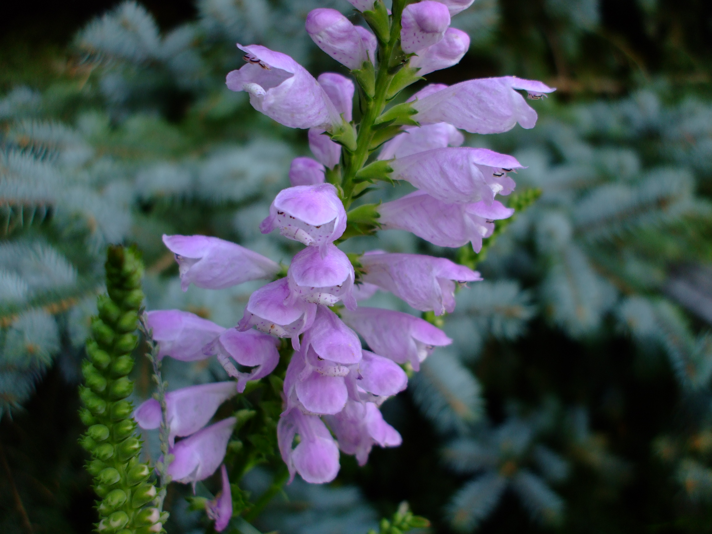 Physostegia angustifolia